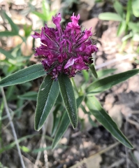 Trifolium alpestre