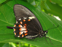 Heraclides torquatus