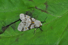 Isia alcumena