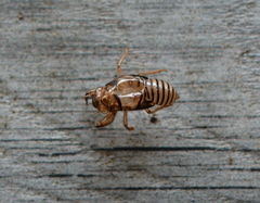 Neocicada hieroglyphica