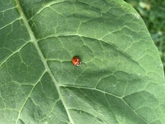 Harmonia axyridis