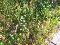 Nigella damascena