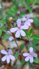 Saponaria