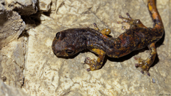 Speleomantes italicus