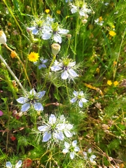 Nigella damascena