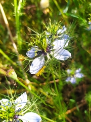 Nigella damascena