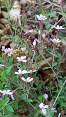 Saponaria