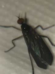 Rhamphomyia longicauda