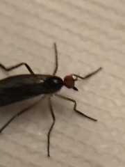 Rhamphomyia longicauda