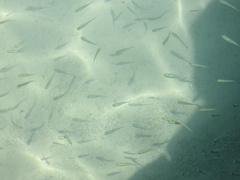 Atherinomorus stipes