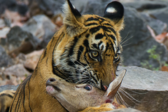 Panthera tigris tigris