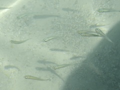 Atherinomorus stipes