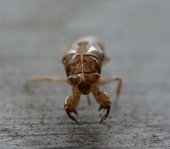 Neocicada hieroglyphica