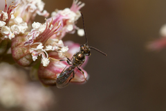 Lasioglossum loetum