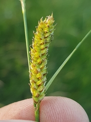 Carex lasiocarpa