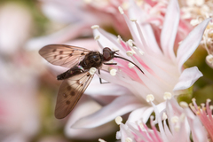 Phthiria antiqua