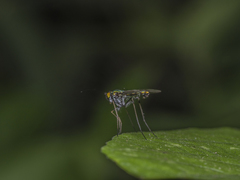 Chrysosoma leucopogon