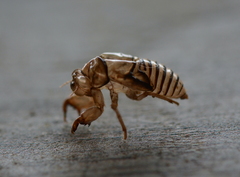 Neocicada hieroglyphica