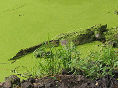Crocodylia