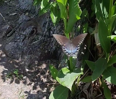 Papilio troilus