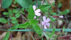 Saponaria