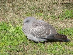 Patagioenas maculosa