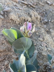 Astragalus asclepiadoides