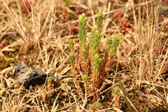 Sedum villosum