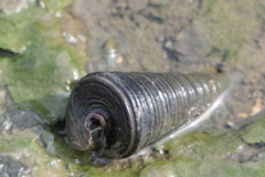 Telescopium telescopium