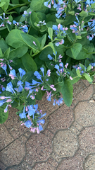 Mertensia virginica