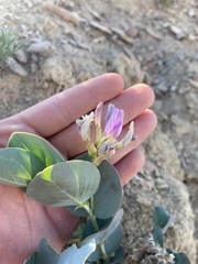 Astragalus asclepiadoides