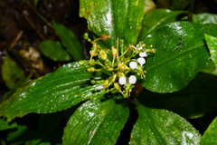 Aneilema umbrosum