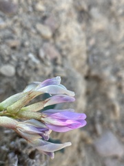 Astragalus asclepiadoides
