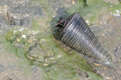 Telescopium telescopium