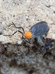 Plecia americana