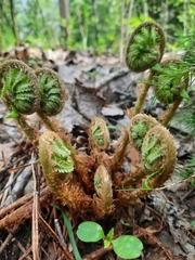 Dryopteris filix-mas