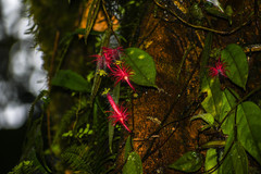 Columnea minor