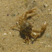 Smooth Pebble Crab - Photo (c) James Bailey, some rights reserved (CC BY-NC), uploaded by James Bailey