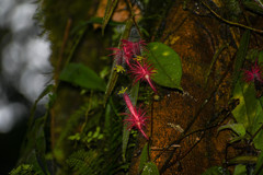 Columnea minor