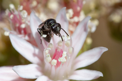 Hylaeus ater