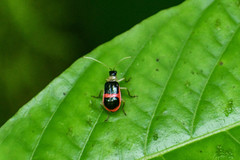 Paratriarius adonis