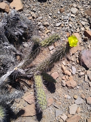 Cylindropuntia ganderi
