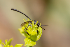Gasteruption canariae