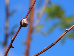 Cepaea nemoralis