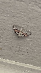 Xanthorhoe labradorensis