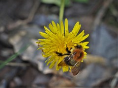 Bombus pascuorum
