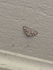 Xanthorhoe labradorensis