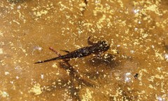 Ichthyosaura alpestris