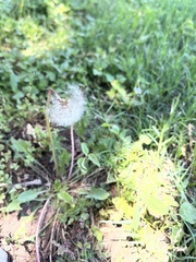 Taraxacum