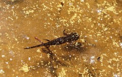 Ichthyosaura alpestris